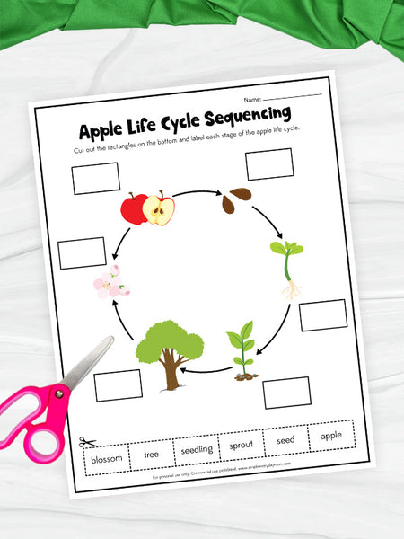 apple life cycle sequencing worksheet