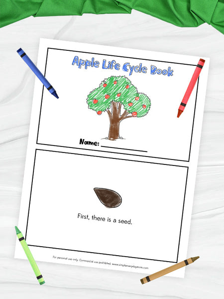 Apple Life Cycle Worksheets