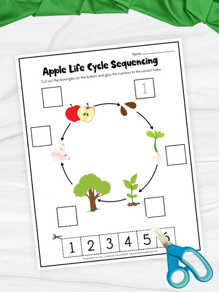 Apple Life Cycle Worksheets